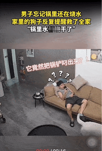 狗子又立功了。10月7日，浙江一两口子在家做饭。坐上锅后，一个躺在沙发上看手