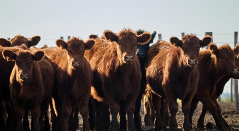 阿根廷为什么宁愿多跑10000公里也要把牛肉便宜卖到中国？其实这不是单纯想做买卖