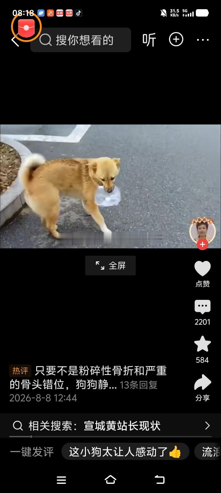 一条狗的故事温暖了一座城！宣城高铁站的流浪狗，是出租车司机师傅喂大的，流浪狗