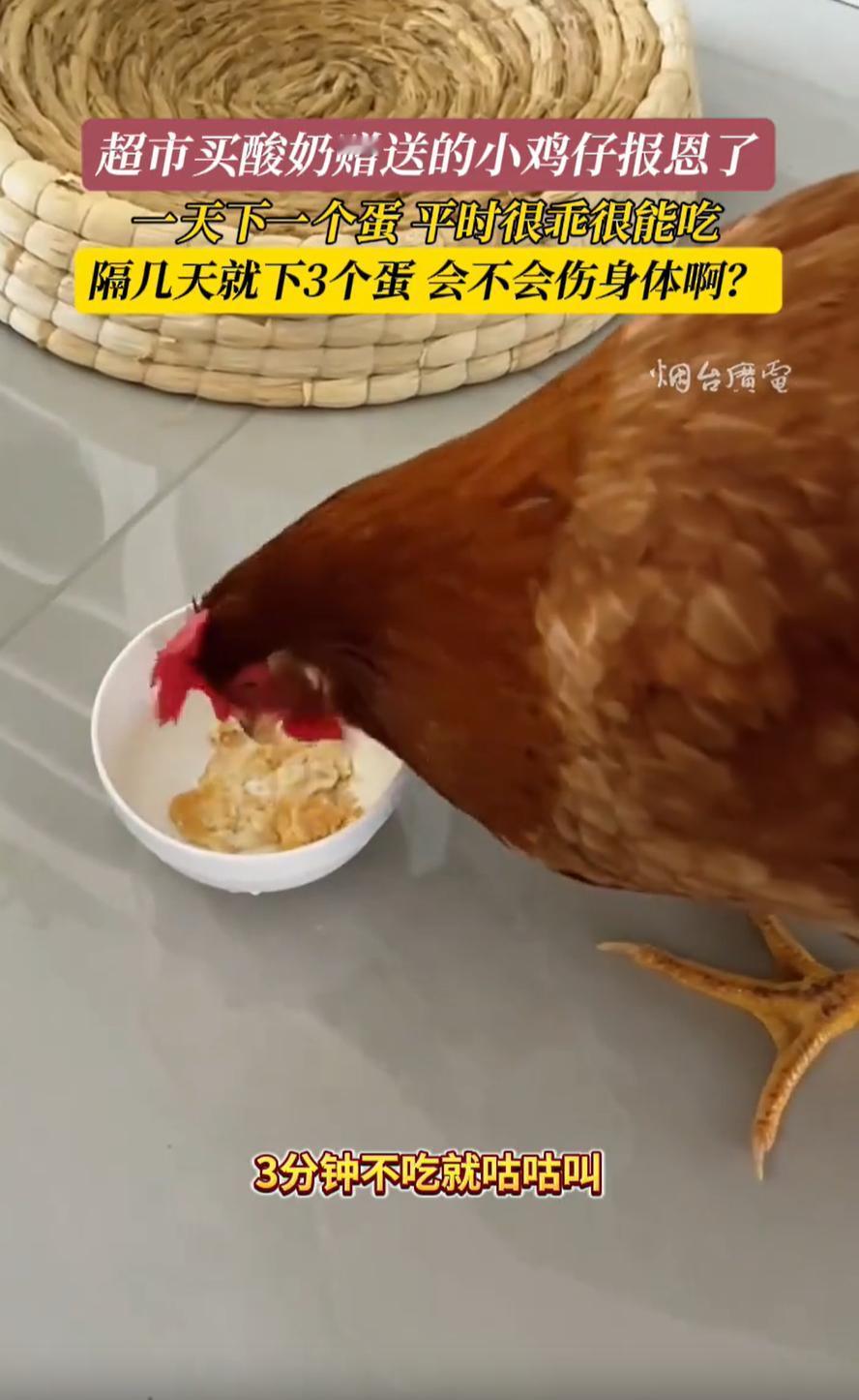 “赚大了！”山东青岛，女子去超市买酸奶时，被赠送了一只小鸡仔，万万没想到，养了几