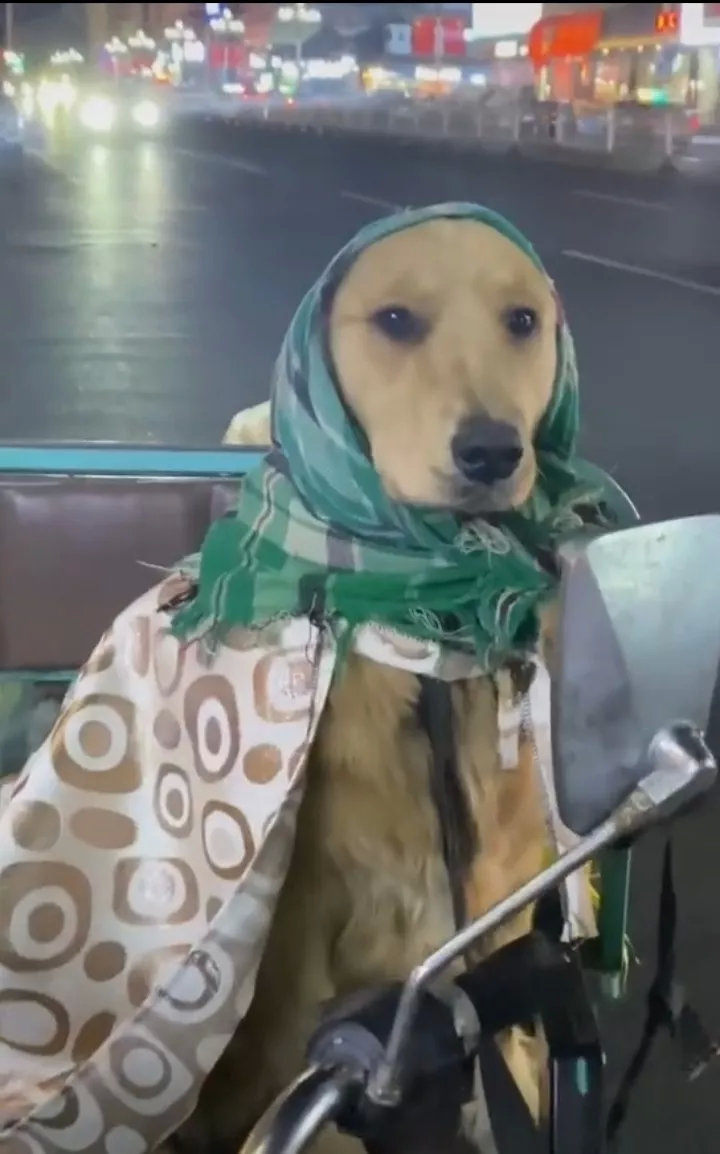 金毛被捡废品为生的主人宠成了一副傲娇的模样。虽然主人给不了狗狗漂亮的新衣服，但主