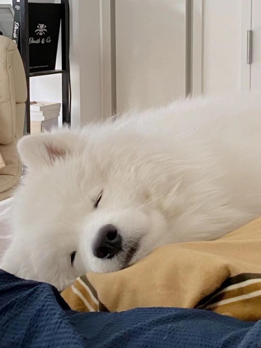 正在睡午觉的萨摩耶宝宝