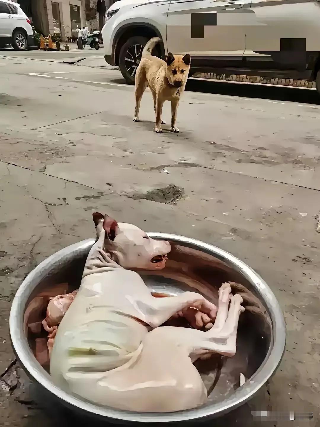 一只黄色流浪狗刚被主人遗弃的时候,认识了一只黑色流浪狗,它们每天同吃同住,一起流