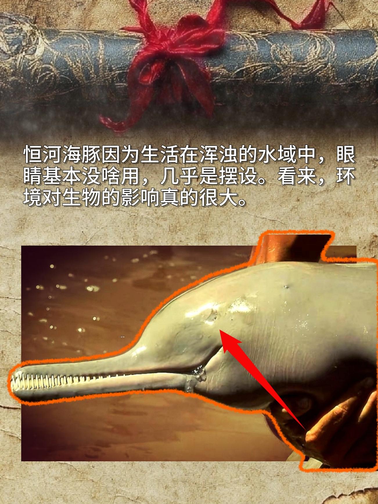 恒河海豚因为生活在浑浊的水域中，眼睛基本没啥用，几乎是摆设。看来，环境...
