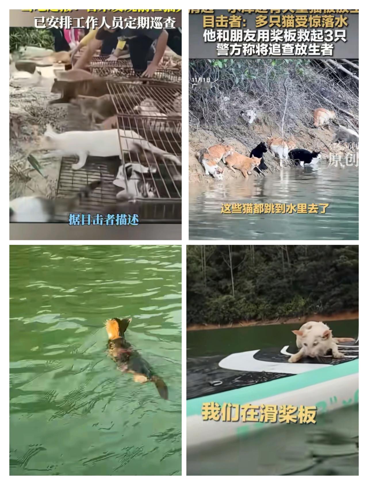 广东清远清城区一水库边有一些人在那里大量的放生猫咪，有一千多只猫由于猫咪刚开