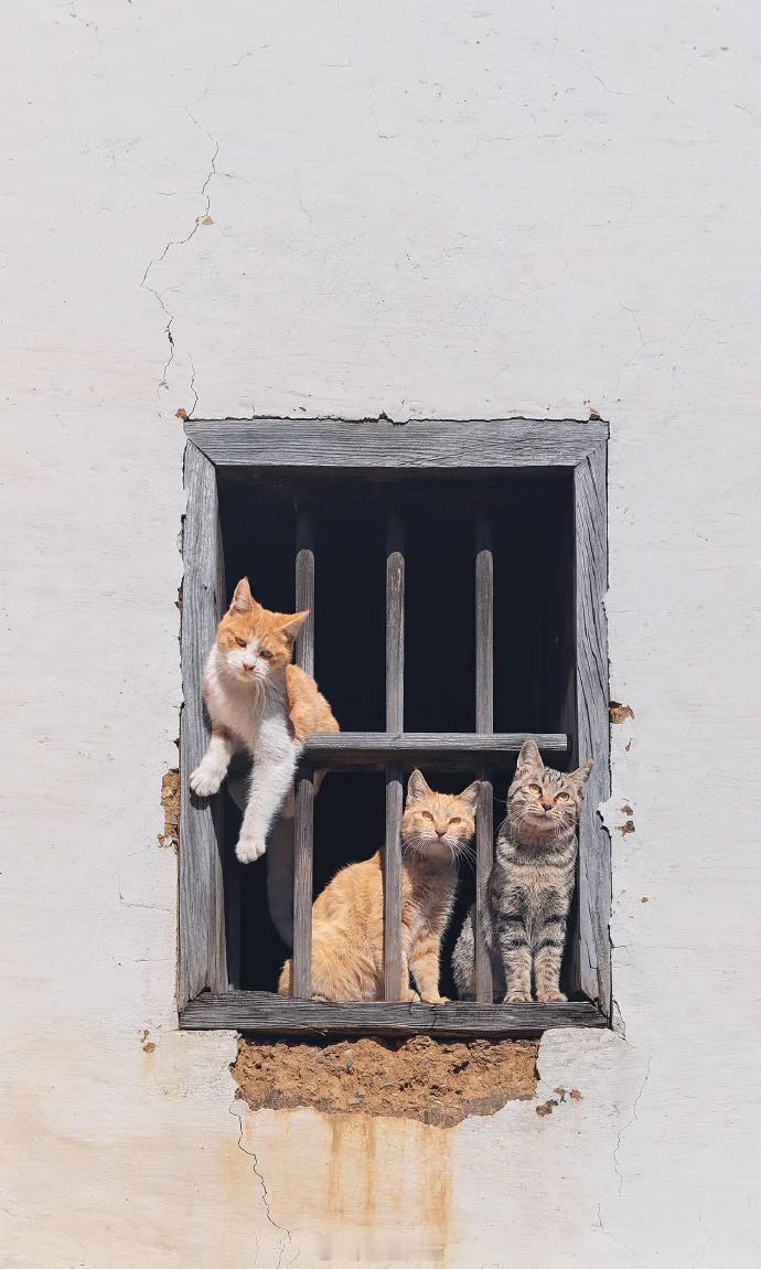 猫狱风云，哈哈好可爱的小猫咪🐈