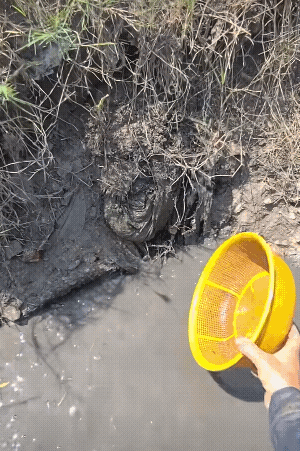 这么小的鱼，放了吧！[祈祷]