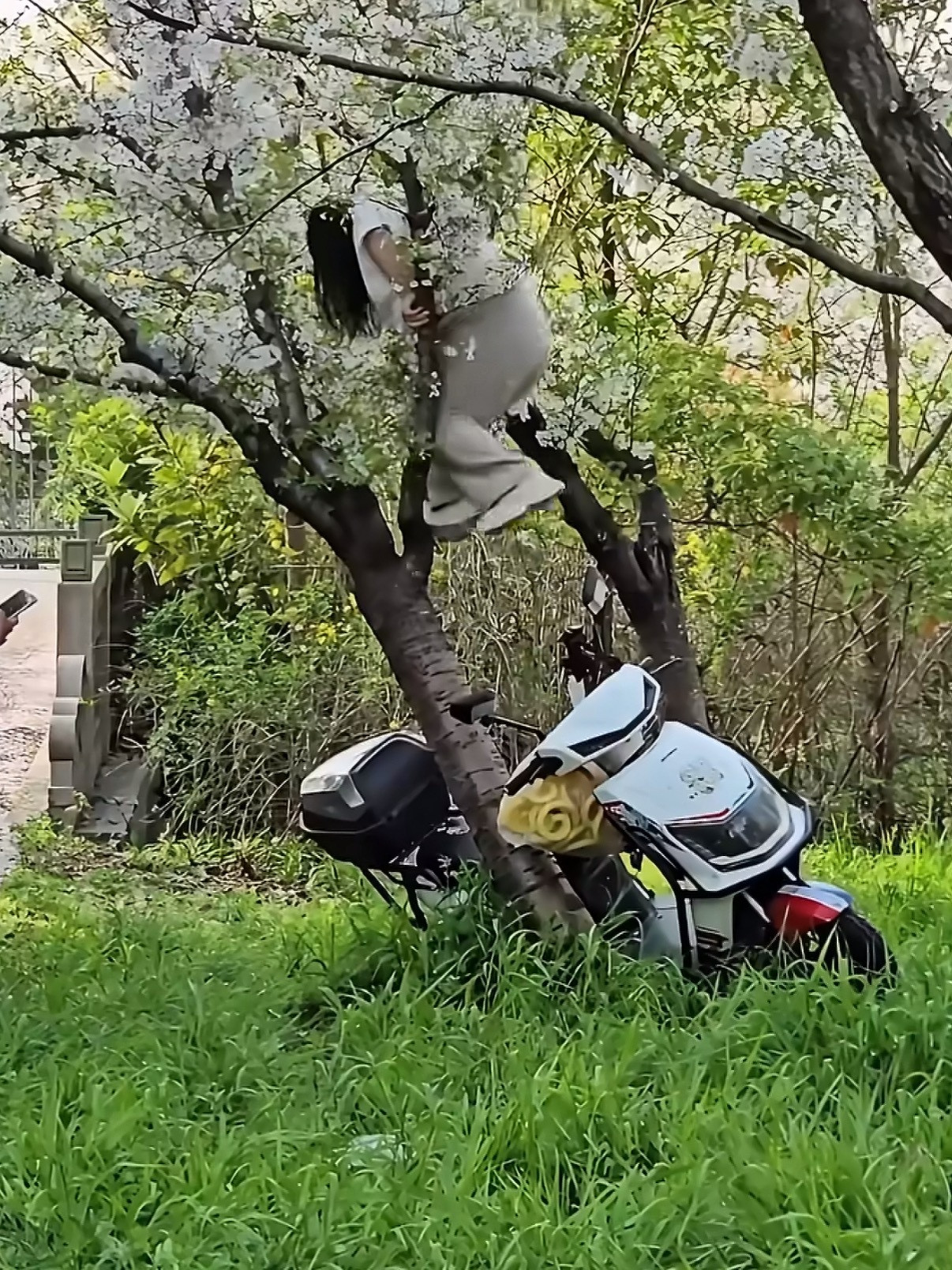 上海女子爬树压塌20年樱花树为了所谓的“出片”，什么损招都用上了，还用摩托车当梯