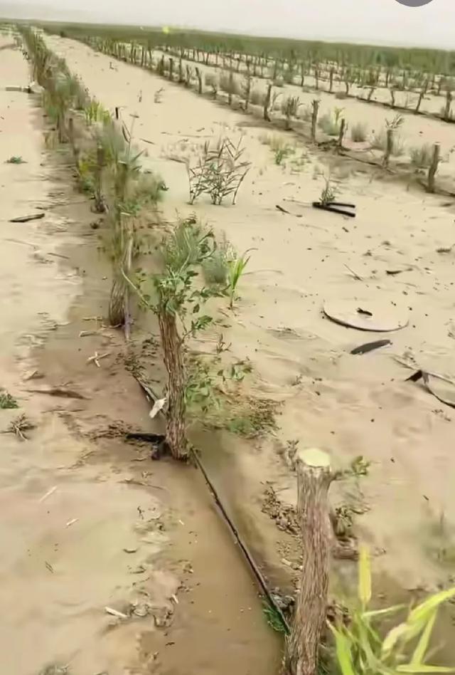 你能想像？中国最大的塔可拉玛干沙漠成功锁边后，曾用推土机把沙漠推平，移植上大苗枣