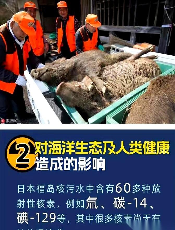 谎言编织了十五年，最后竟然被三头野猪给戳穿了。4月29日，中国驻新潟总领事馆的