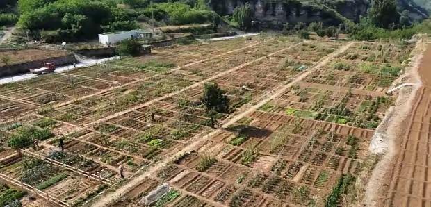 济南大哥把10亩地分成200份出租，十天抢光，这哪是租地，是卖城市人的“田园解药