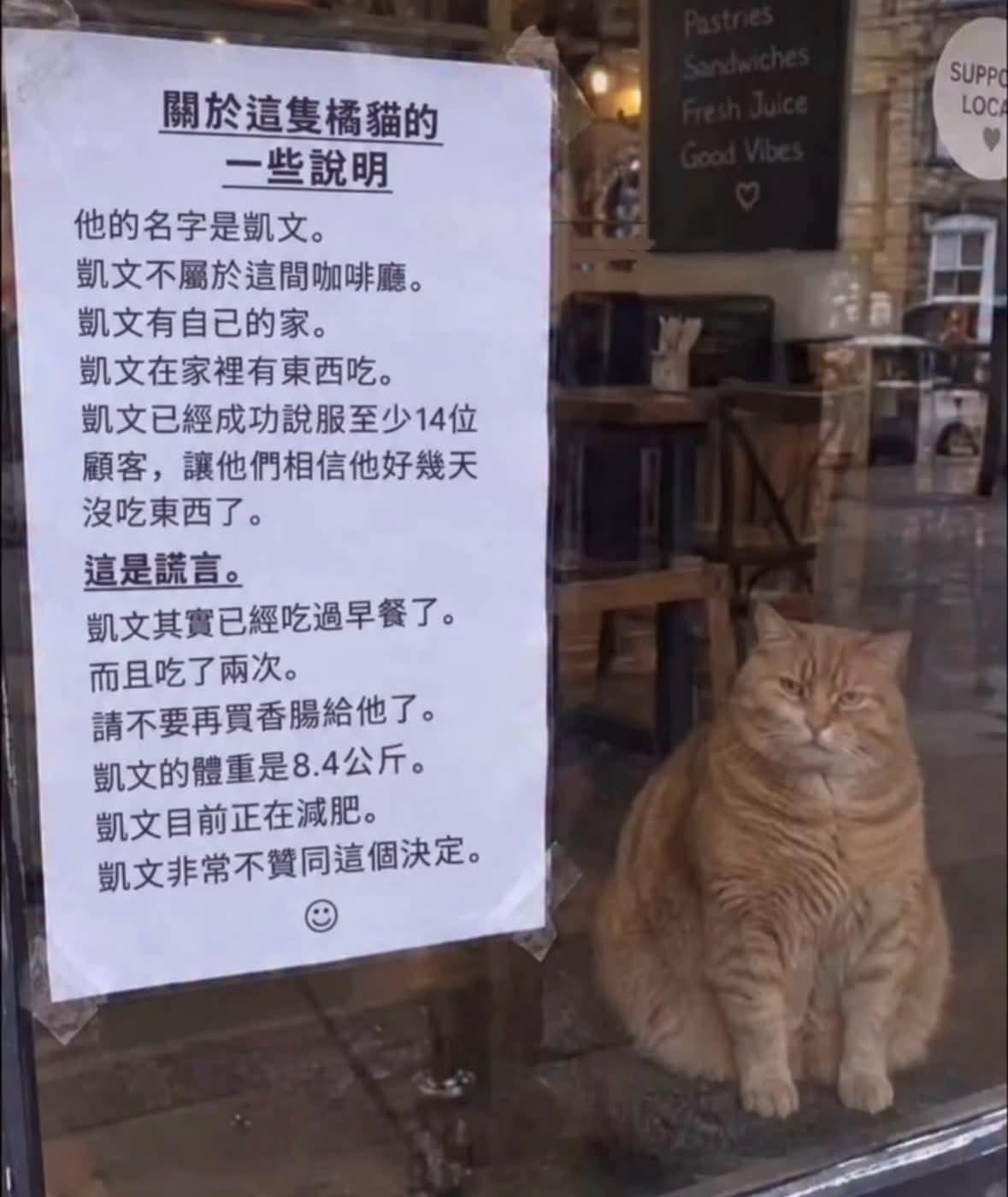 你这肥猫​​​
