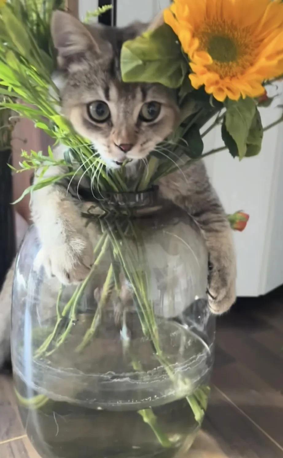 看到朋友发的猫咪视频太搞笑了，好不容易买几只花装饰一下，结果被猫霍霍了。猫咪抱着