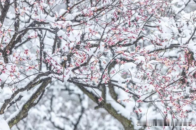 看到“梅香入雪成诗句”这个上联，感觉瞬间被带入了一个超有诗意的画面。梅花的香气融