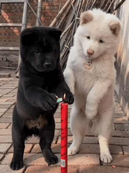 虽然我知道是AI，但是我还是很喜欢看。