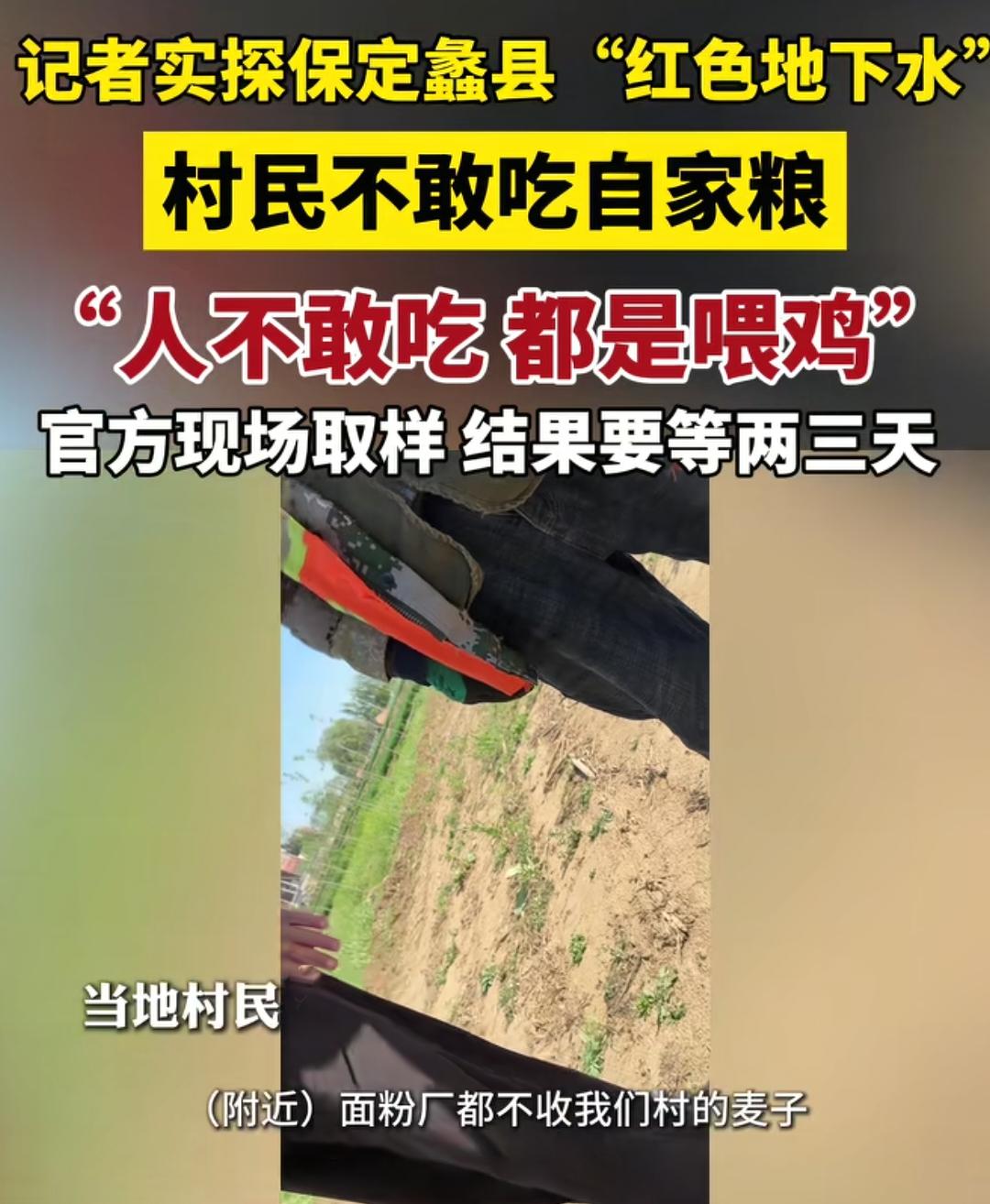 河北红色地下水浇灌的麦田，当地的面粉厂都不敢收他们的麦子！全部的麦子卖入了外地！