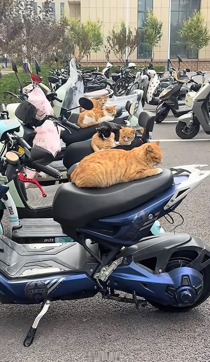每个小猫都有属于自己的床位[doge]​​​
