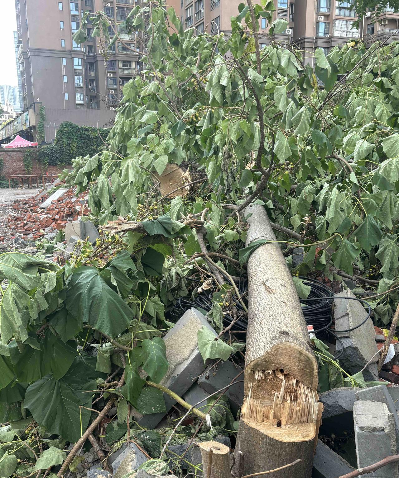痛失路边风景，可惜！在武汉硚口区古乐路上有几棵大泡桐树，每到春天繁花似锦，引得