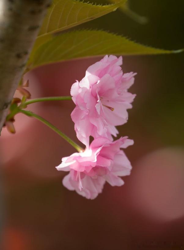 属鼠人2026年运势分析属鼠人2026年整体的命运发展比较波折，所以要保持良好的