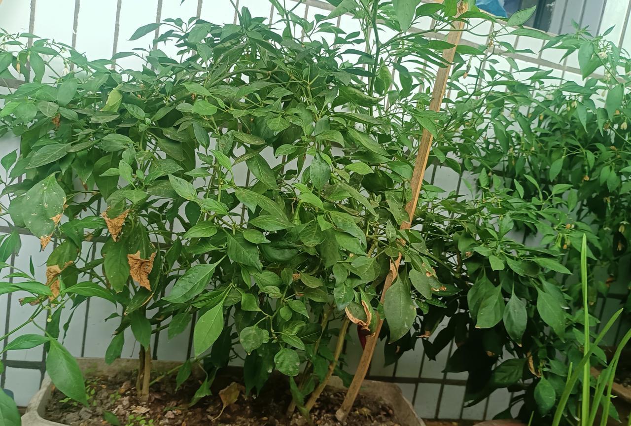 现在的学生娃莫说体罚他们受不了就是把话说重了也可能让他们受不了几年前主