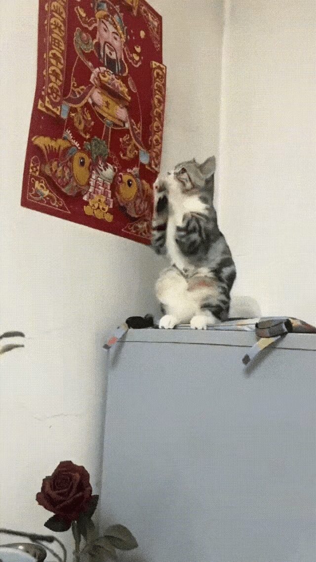 猫咪见惯了奶奶每天对着财神的画像拜拜，家里没有人的时候它也拜。只是不知道，既不会