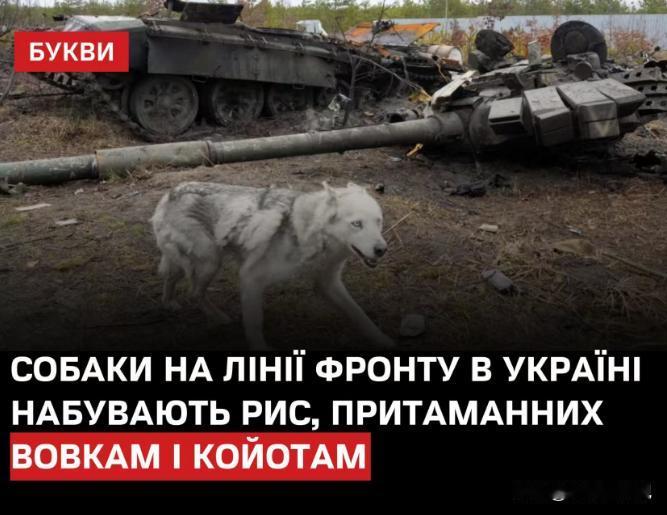 美国人研究范围还是真广泛，纽约时报报道，俄乌战争近4年，顿巴斯地区的流浪狗都发生