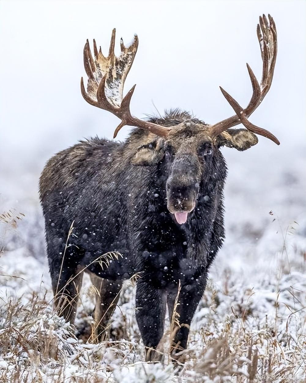 零下40℃饿到发抖，俄境驼鹿为何拼死闯中国边境？2025年秋天，大兴安岭图强
