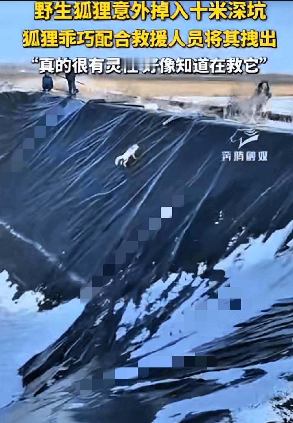 “这狐狸成精了？”内蒙古10米深坑救援名场面，刷新对动物灵性的认知！野生狐