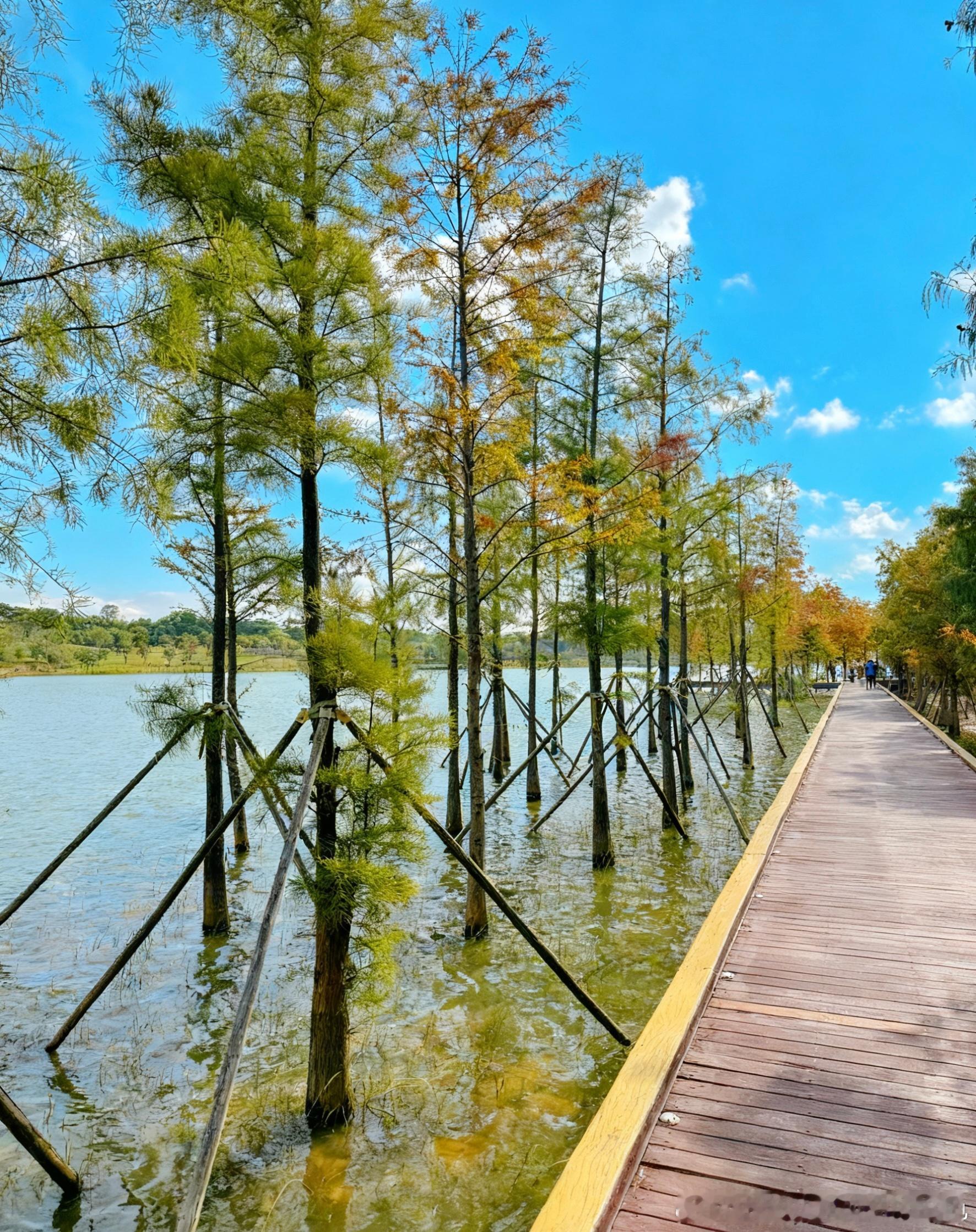 深圳也有湿地公园了，远离市场，少看股市，多看美女和风景。深圳·九围湿地公园