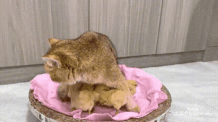 院子里，母鸡正焦急地团团转，失去孩子的痛苦让它惶惶不安。直到它看见猫窝那一幕，心