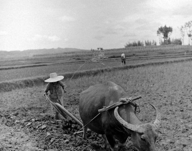 1966年烟台，农民李焕除草时，竟意外刨出了一个小绿瓶，他环顾了下四周，趁无人发