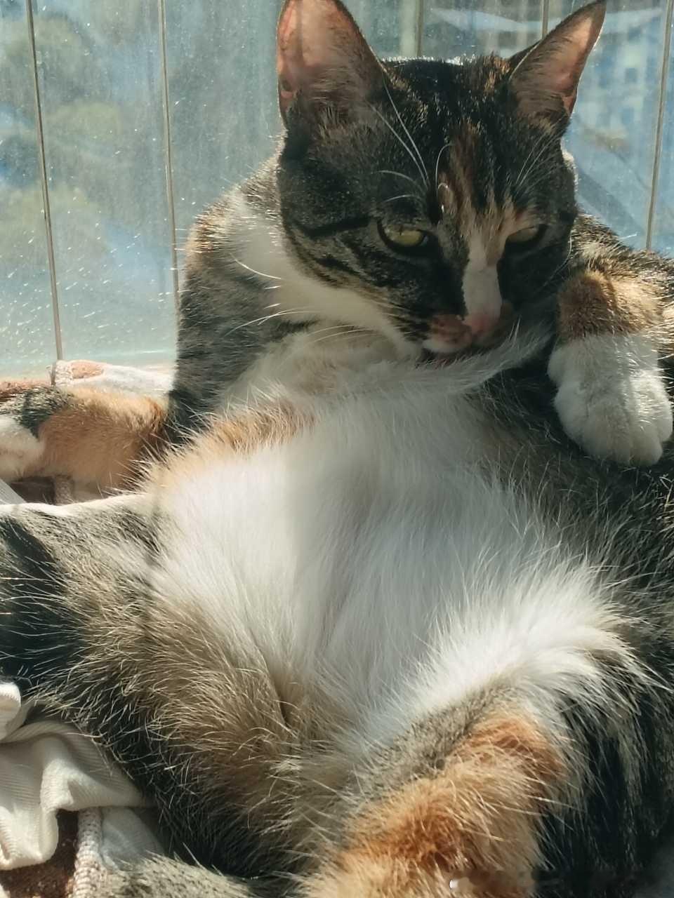 49502【丑猫】小猫咪你很狂吗？