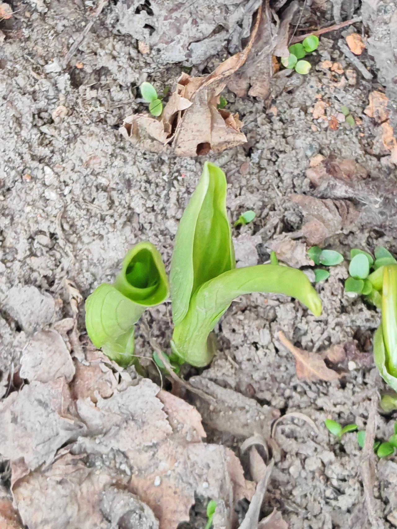 与痛风斗争的历程192今天是周日，原本想在床上多赖一会儿，毕竟难得休