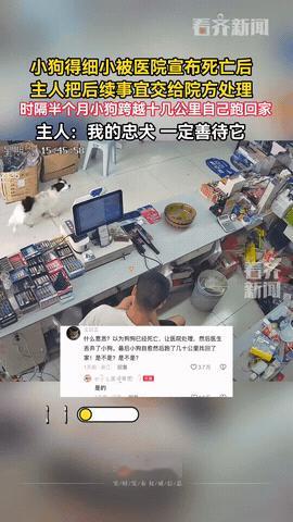 “看哭了！”江苏宿迁，男子家养的狗得了细小，医生说没救了，他就把狗托付给医院处理