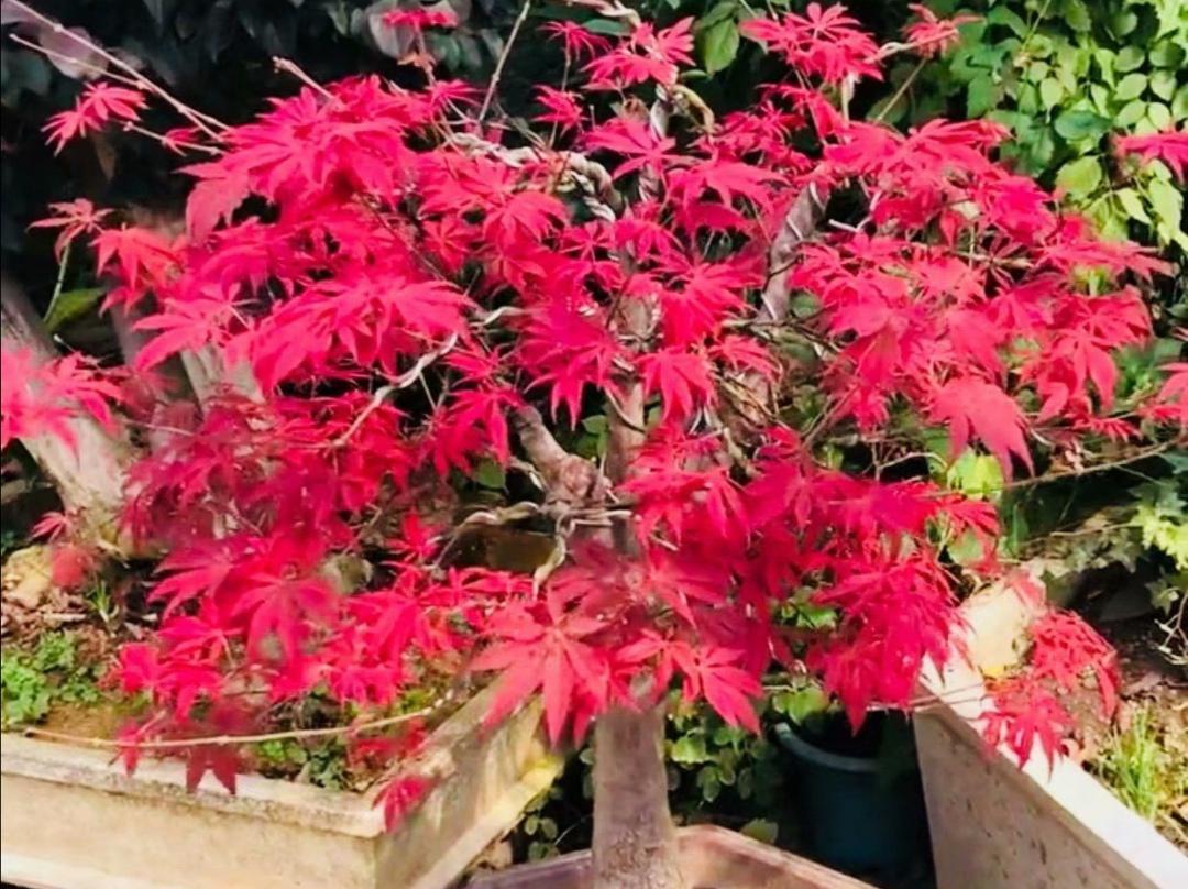 红枫是<em>槭树</em>科一种非常美丽的观叶树种，它的叶形优美，色泽鲜艳持久，而