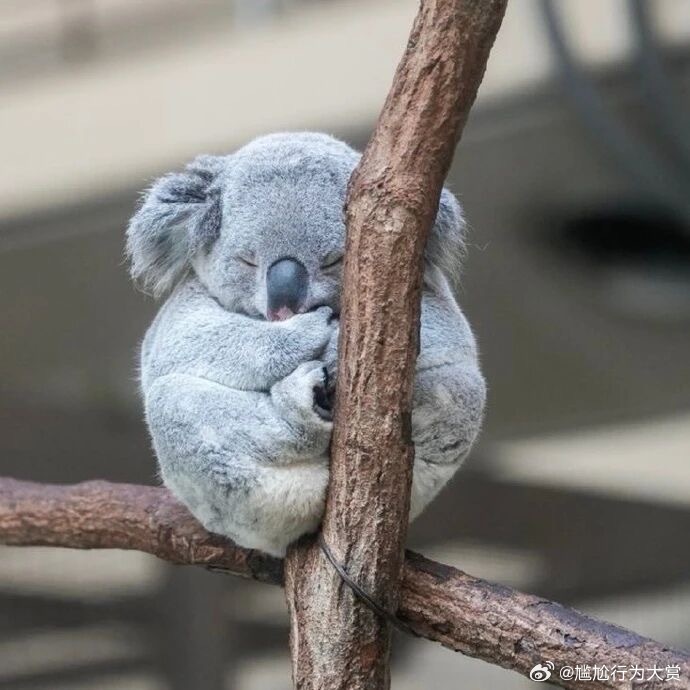以防你没见过考拉睡觉🐨宠物卖萌中心​​​