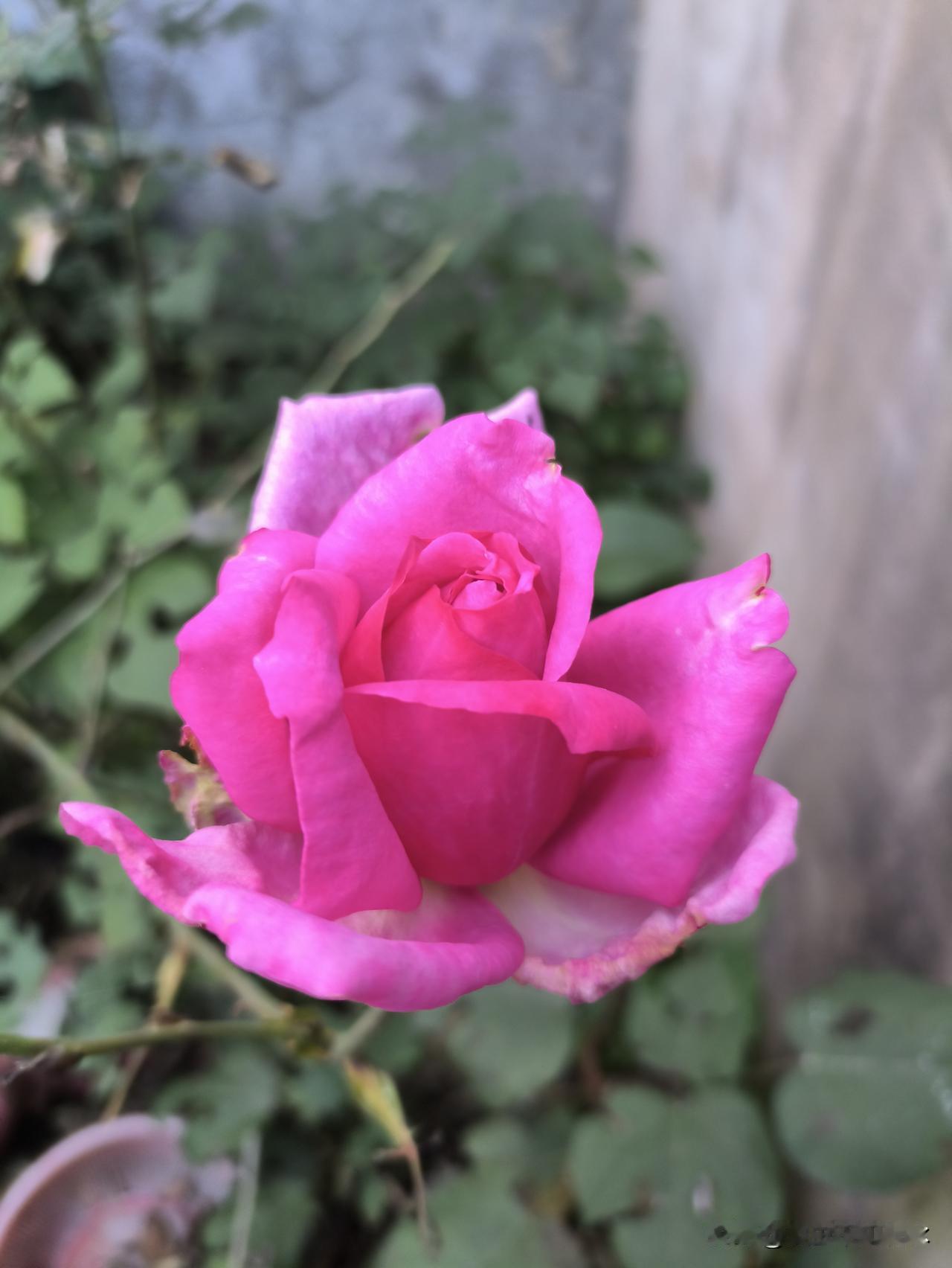 绝大多数男人认为，娶漂亮的女人做老婆没有安全感！常常会被行为不端的人掂记。花开