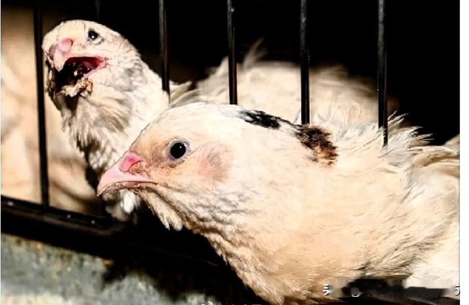 大熊猫刚从日本回国，这几天正和它的同伴们团圆，享受着“回家”的美好时光。要知道，