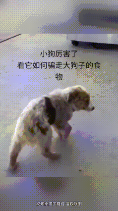 🔥刷到一个视频，看完心里又暖又软，忍不住倒回去看了三遍！一只瘦得皮包骨头