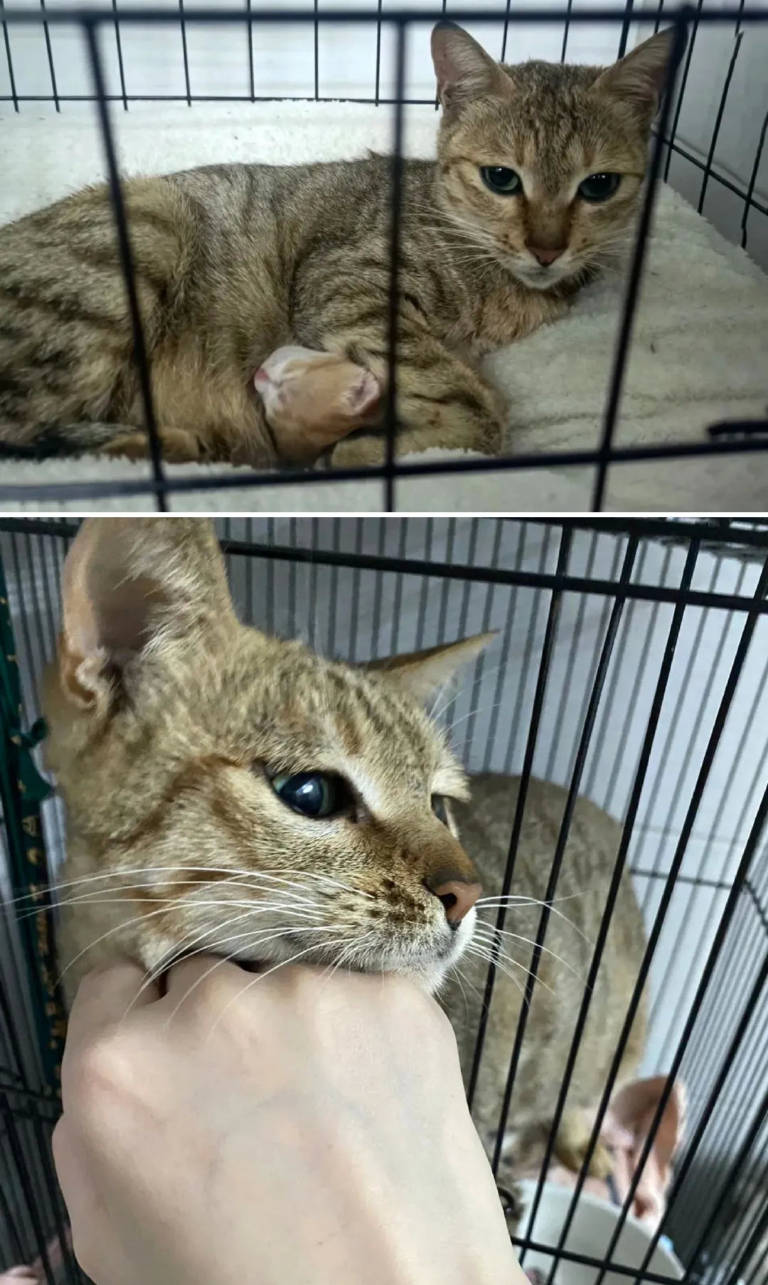 流浪猫妈妈下雨天用身体护住自己的崽，遇到人就大声喵呜求助，好心人看到奄奄一息的小