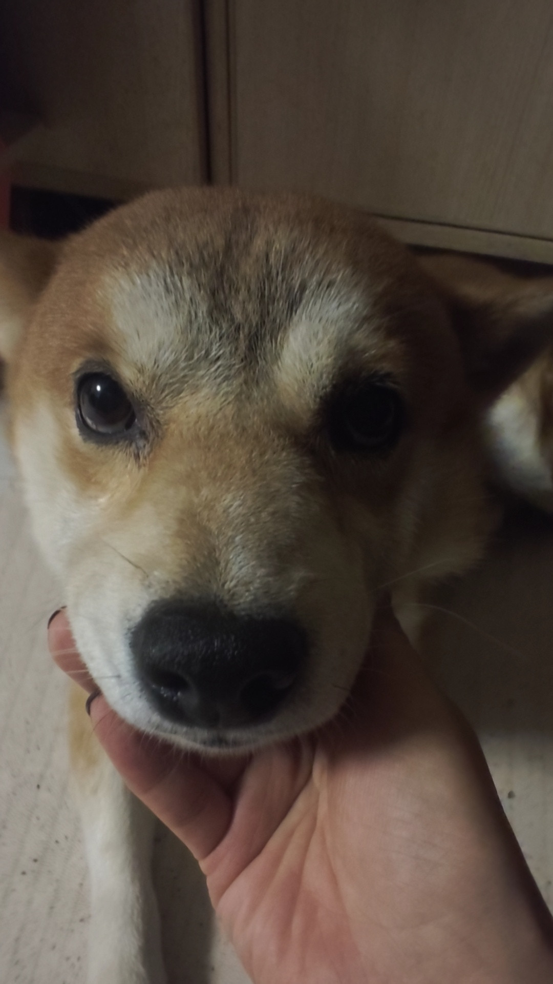 听说，恶意养了一条狗八年