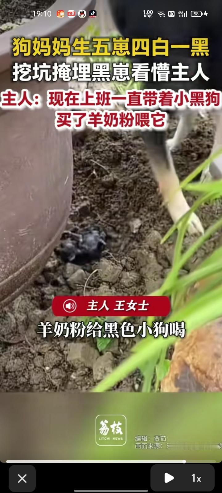 8月3日，广东佛山。网友发视频称，自家狗妈妈生了五只狗崽，四白一黑，有个小白狗死