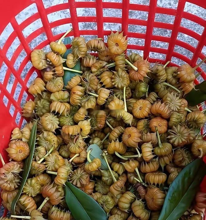 不懂就问，这是什么东西，是果子吗？