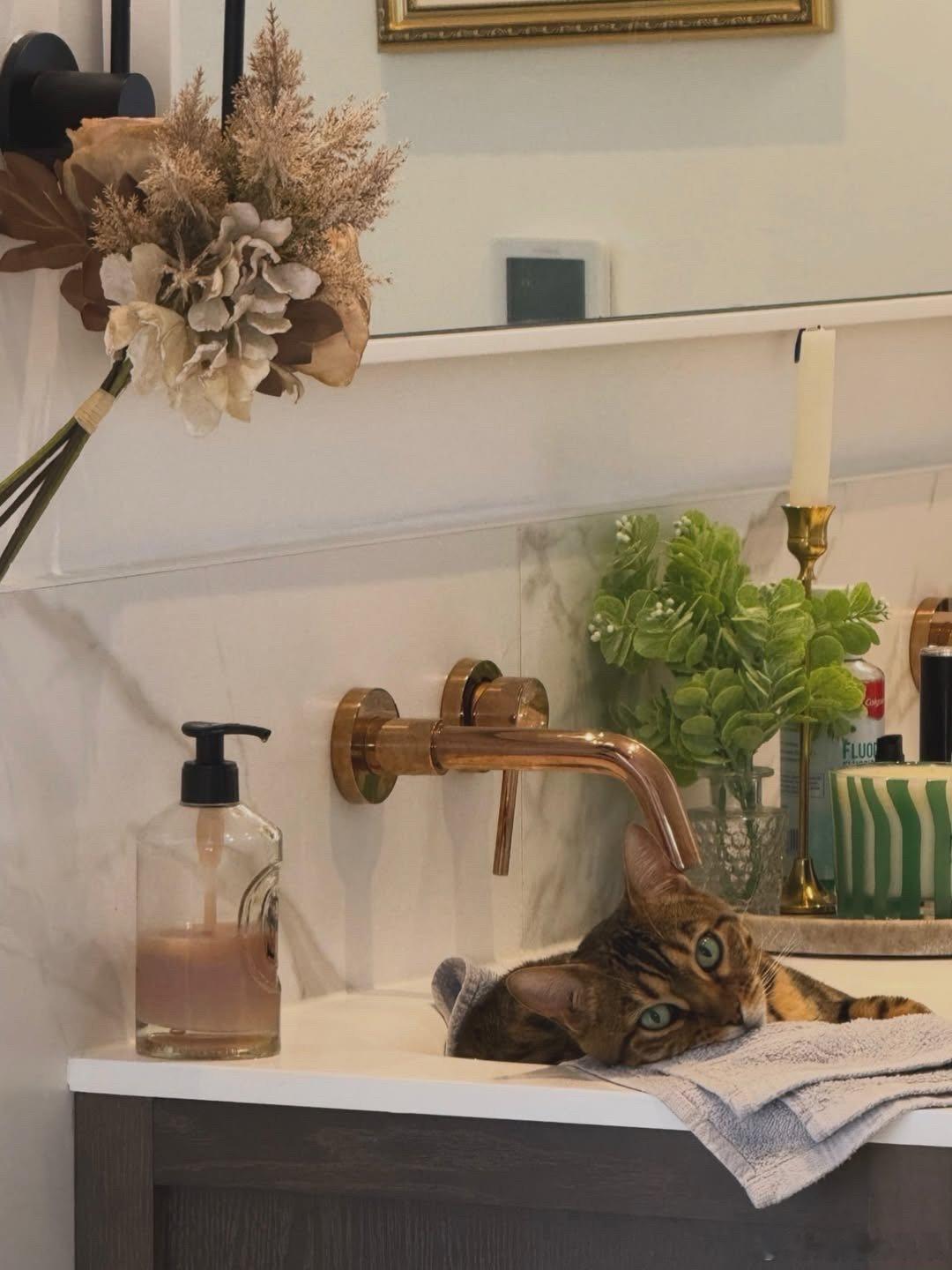 洗手盆今晚猫咪征用了..cr：jasminelondonn