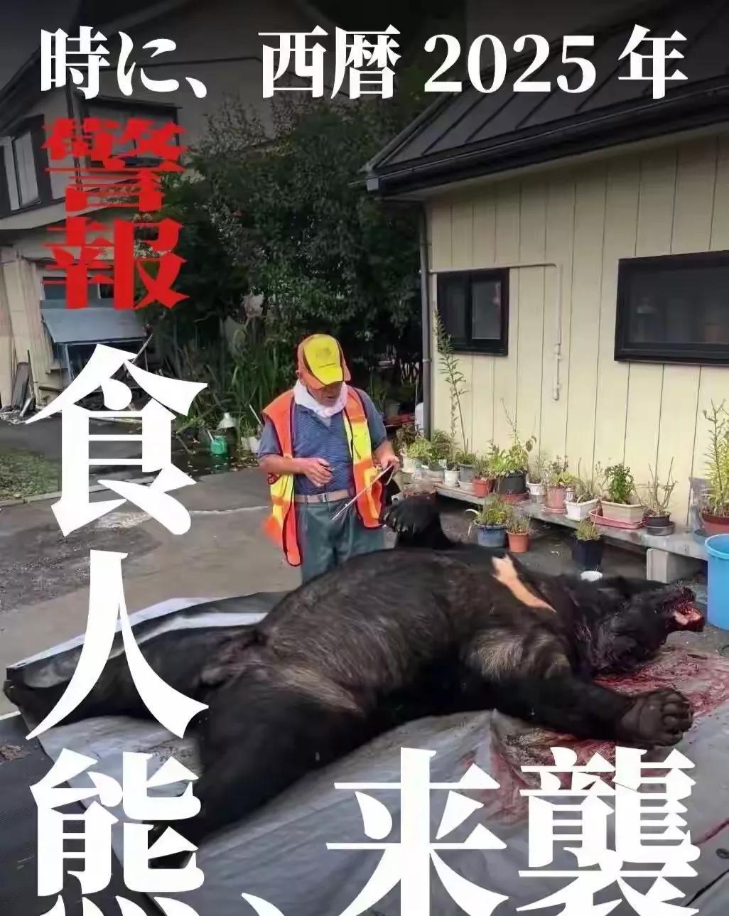 [北海道出现杀人熊，有中国人遇害，日本政府为何束手无策？]近段时间，北海道人心