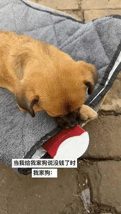 这狗简直成精了！河南濮阳一位女子在家中向自家狗子吐槽，抱怨生活压力大、手头拮据，