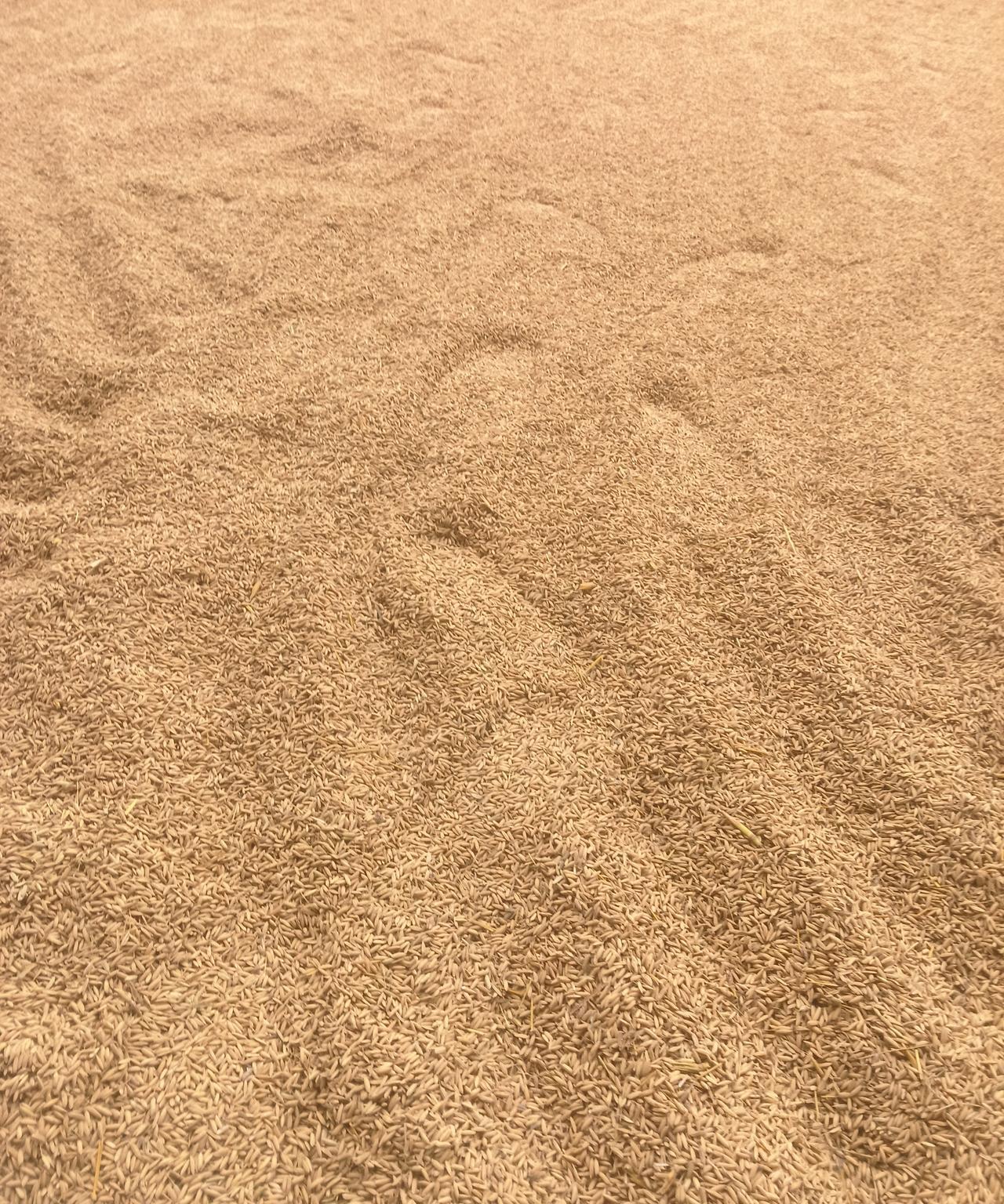 河南的太阳藏哪儿去了？近一个月都不见太阳踪影，不是下雨就是阴天。这可愁坏了老百姓