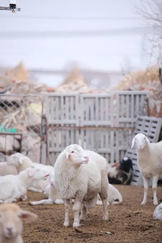 8年枕边人！男子看羊圈监控，撞破妻子与同村人婚外情，财产早已被转移“本想看