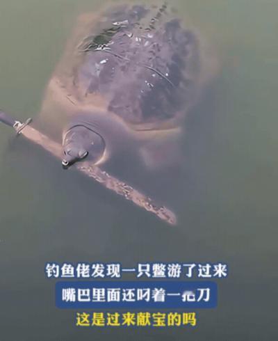 广东一男子在外钓鱼时，竟然有一只甲鱼主动送上门，他还以为自己运气好，准备拿抄网时