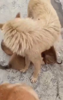 狗子组团去偷蜂蜜，结果被团灭了！！